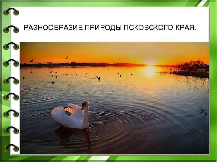 РАЗНООБРАЗИЕ ПРИРОДЫ ПСКОВСКОГО КРАЯ. 