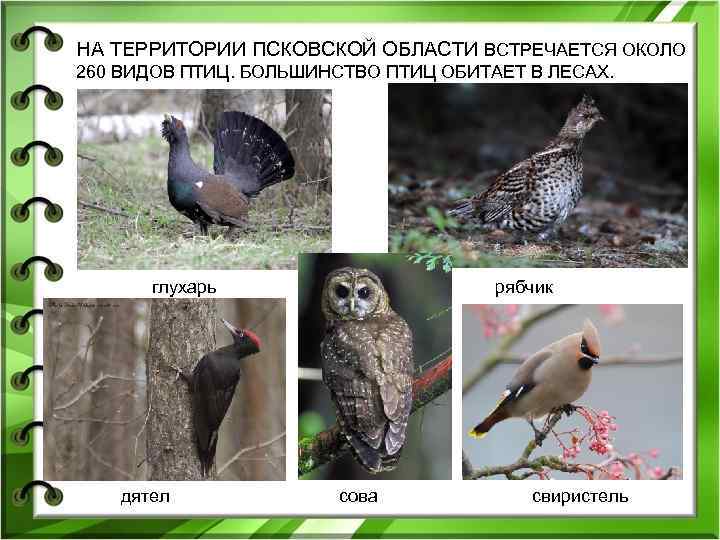 НА ТЕРРИТОРИИ ПСКОВСКОЙ ОБЛАСТИ ВСТРЕЧАЕТСЯ ОКОЛО 260 ВИДОВ ПТИЦ. БОЛЬШИНСТВО ПТИЦ ОБИТАЕТ В ЛЕСАХ.