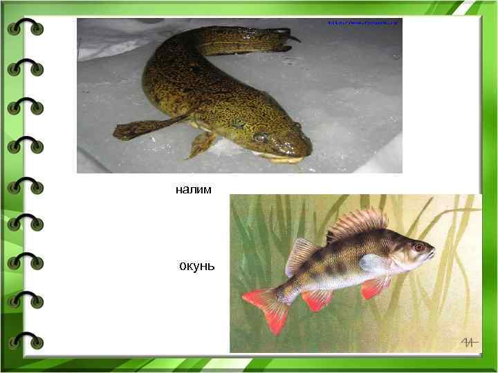 налим окунь 