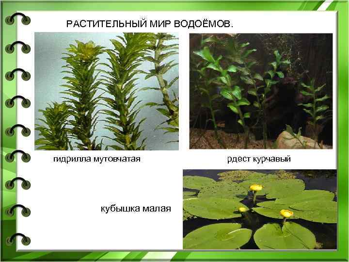 РАСТИТЕЛЬНЫЙ МИР ВОДОЁМОВ. гидрилла мутовчатая кубышка малая рдест курчавый 