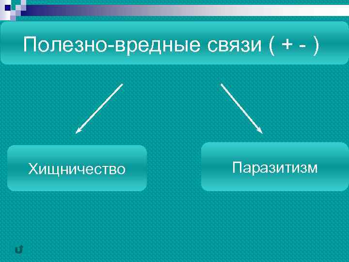 Полезно-вредные связи ( + - ) Хищничество Паразитизм 