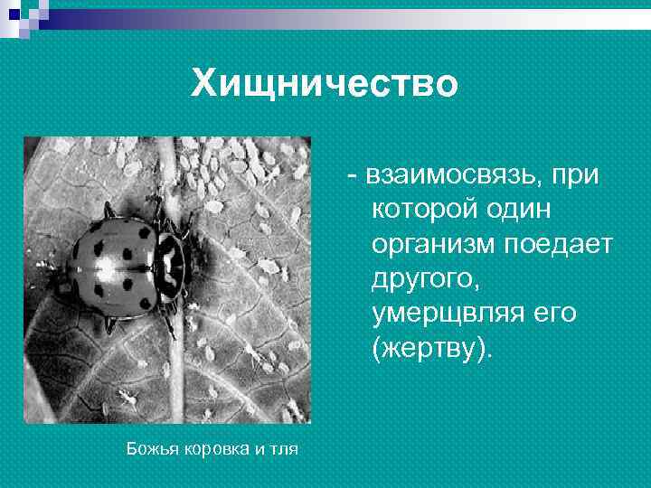 Хищничество - взаимосвязь, при которой один организм поедает другого, умерщвляя его (жертву). Божья коровка