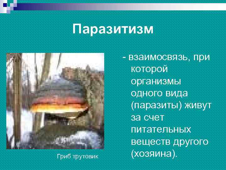 Паразитизм Гриб трутовик - взаимосвязь, при которой организмы одного вида (паразиты) живут за счет