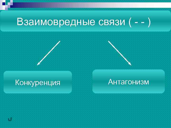 Взаимовредные связи ( - - ) Конкуренция Антагонизм 