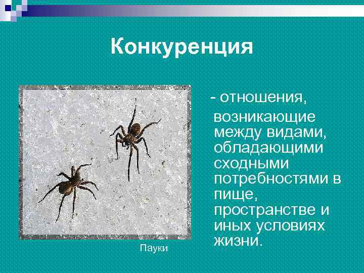 Конкуренция Пауки - отношения, возникающие между видами, обладающими сходными потребностями в пище, пространстве и