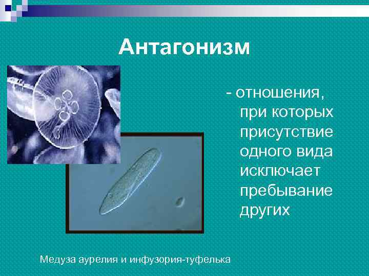 Антагонизм - отношения, при которых присутствие одного вида исключает пребывание других Медуза аурелия и