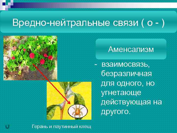 Вредно-нейтральные связи ( о - ) Аменсализм - взаимосвязь, безразличная для одного, но угнетающе