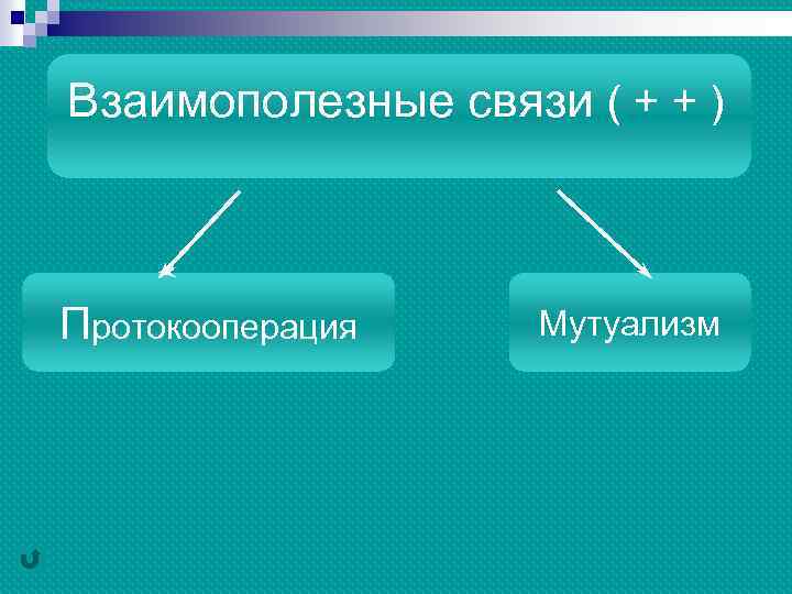 Взаимополезные связи ( + + ) Протокооперация Мутуализм 