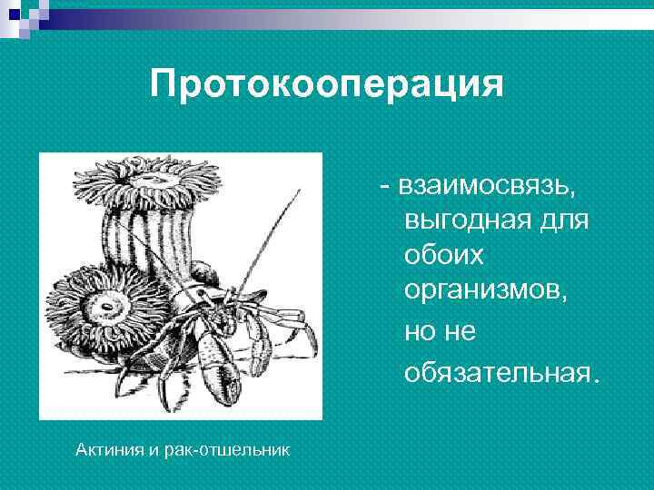 Протокооперация - взаимосвязь, выгодная для обоих организмов, но не обязательная. Актиния и рак-отшельник 