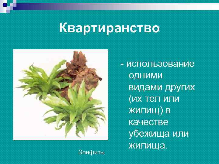 Квартиранство Эпифиты - использование одними видами других (их тел или жилищ) в качестве убежища