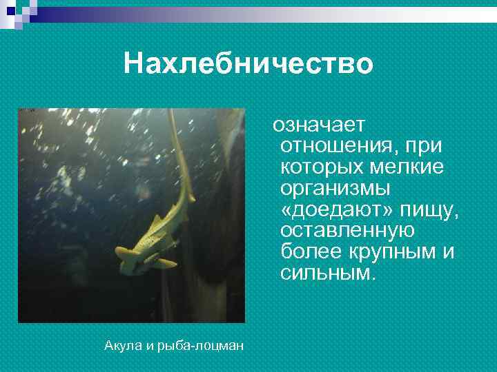 Нахлебничество означает отношения, при которых мелкие организмы «доедают» пищу, оставленную более крупным и сильным.