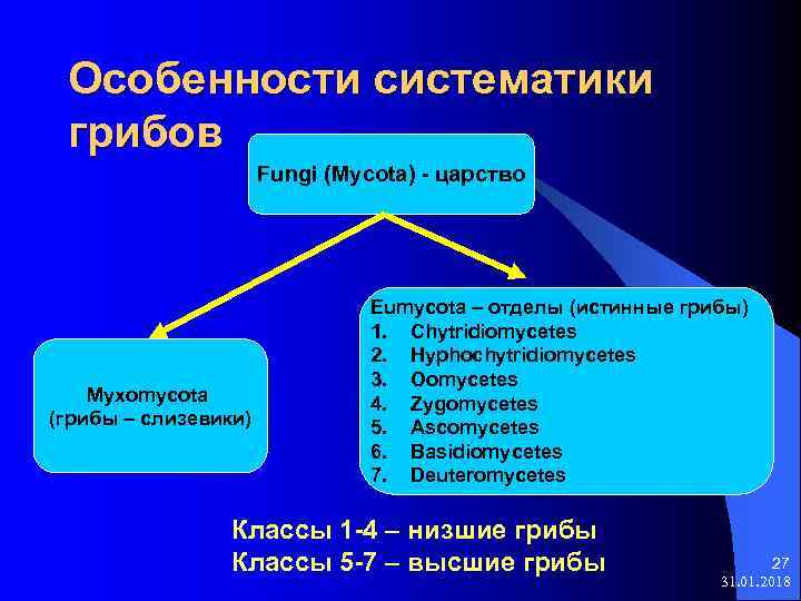 Особенности систематики грибов Fungi (Mycota) - царство Myxomycota (грибы – слизевики) Eumycota – отделы