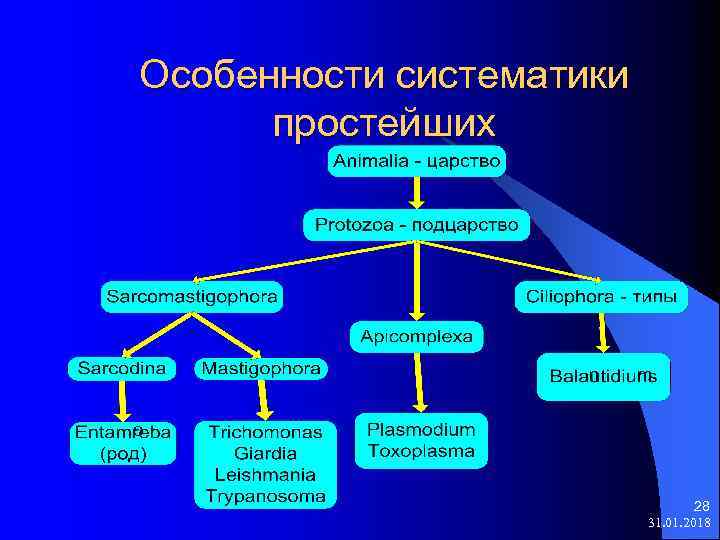 Классификация простейших