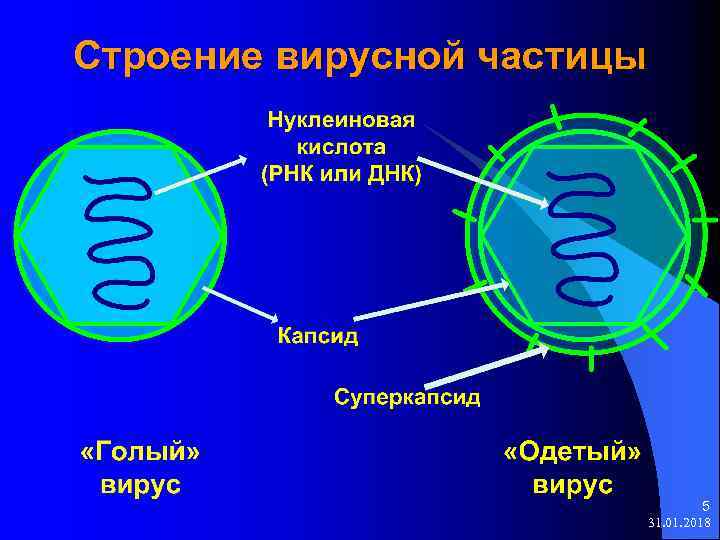 Вирусная частица. Строение вирусной частицы. Составные элементы вирусной частицы. Старение вирусной частицы.