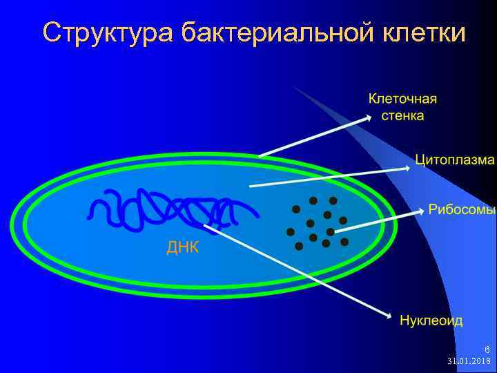 Структура бактериальной клетки 6 31. 01. 2018 