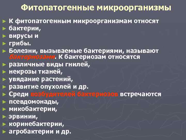  Фитопатогенные микроорганизмы К фитопатогенным микроорганизмам относят бактерии, вирусы и грибы. Болезни, вызываемые бактериями,