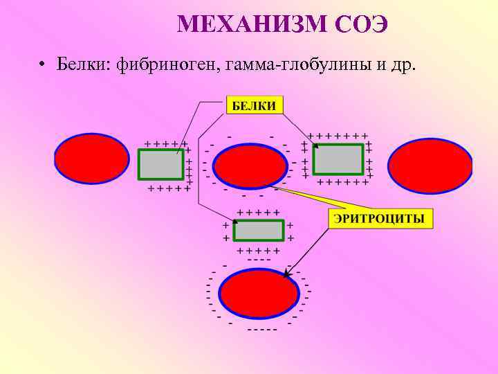 МЕХАНИЗМ СОЭ • Белки: фибриноген, гамма-глобулины и др. 