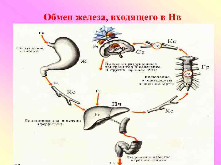 Обмен железа