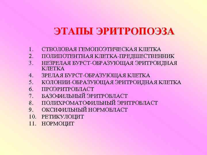 ЭТАПЫ ЭРИТРОПОЭЗА 1. 2. 3. СТВОЛОВАЯ ГЕМОПОЭТИЧЕСКАЯ КЛЕТКА ПОЛИПОТЕНТНАЯ КЛЕТКА-ПРЕДШЕСТВЕННИК НЕЗРЕЛАЯ БУРСТ-ОБРАЗУЮЩАЯ ЭРИТРОИДНАЯ КЛЕТКА