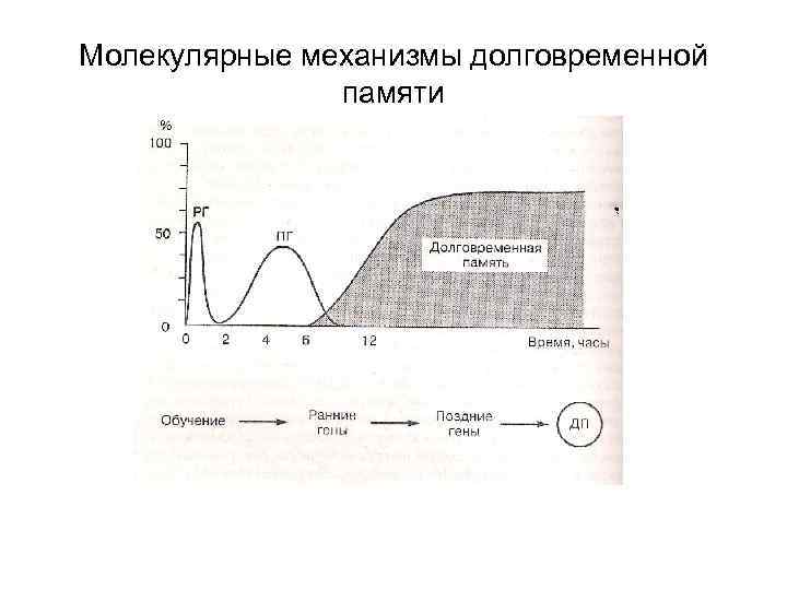 Молекулярные механизмы долговременной памяти 