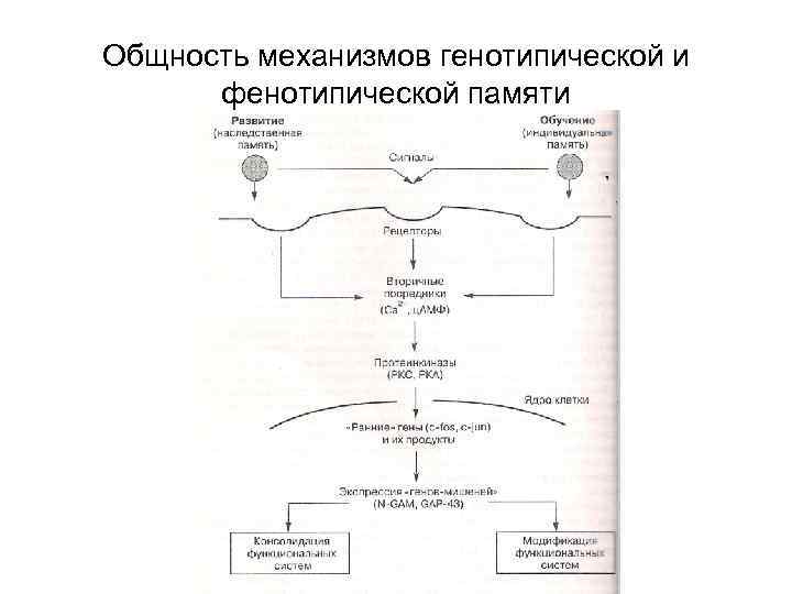 Общность механизмов генотипической и фенотипической памяти 