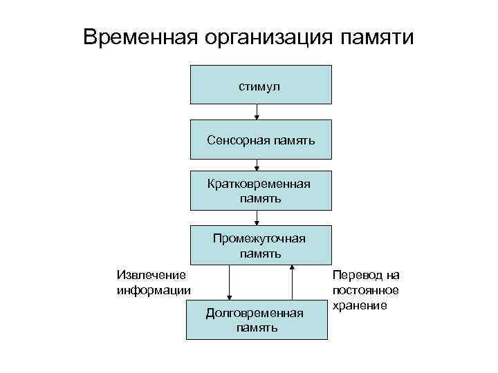 Временная организация памяти стимул Сенсорная память Кратковременная память Промежуточная память Извлечение информации Долговременная память