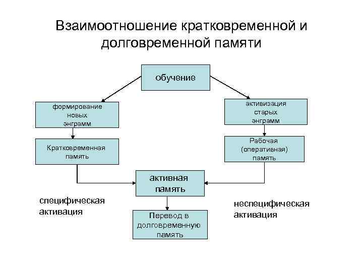 Взаимоотношение кратковременной и долговременной памяти обучение формирование новых энграмм активизация старых энграмм Кратковременная память