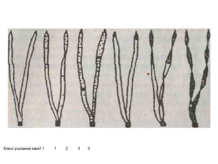 Класс усыхания хвои 1 1 2 3 3 