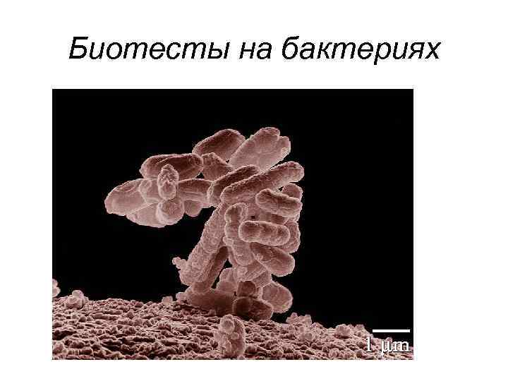 Биотесты на бактериях 