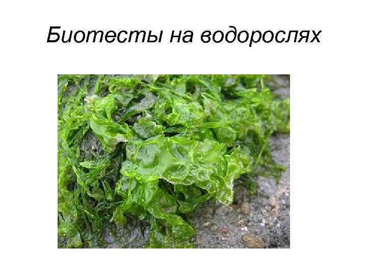 Биотесты на водорослях 