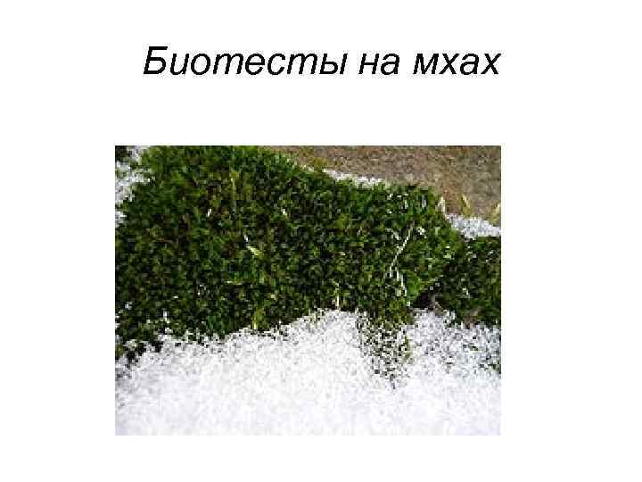 Биотесты на мхах 
