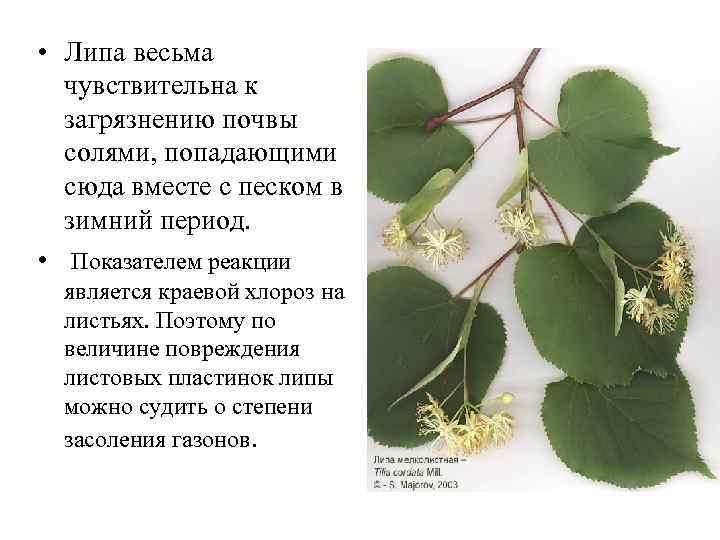  • Липа весьма чувствительна к загрязнению почвы солями, попадающими сюда вместе с песком