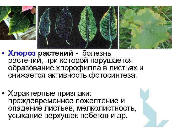  • Хлороз растений - болезнь растений, при которой нарушается образование хлорофилла в листьях