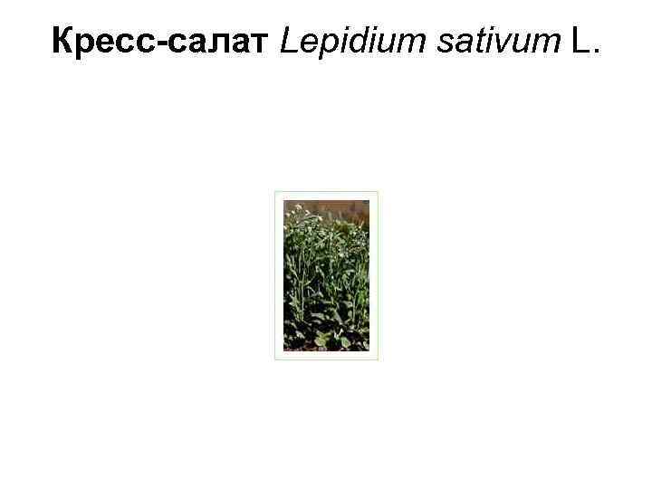 Кресс-салат Lepidium sativum L. 