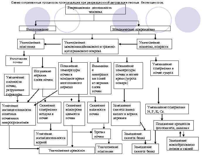 Схема сопряженных процессов происходящих при рекреационной деградации лесных биогеоценозов. Рекреационная деятельность человека Вытаптывание Механические