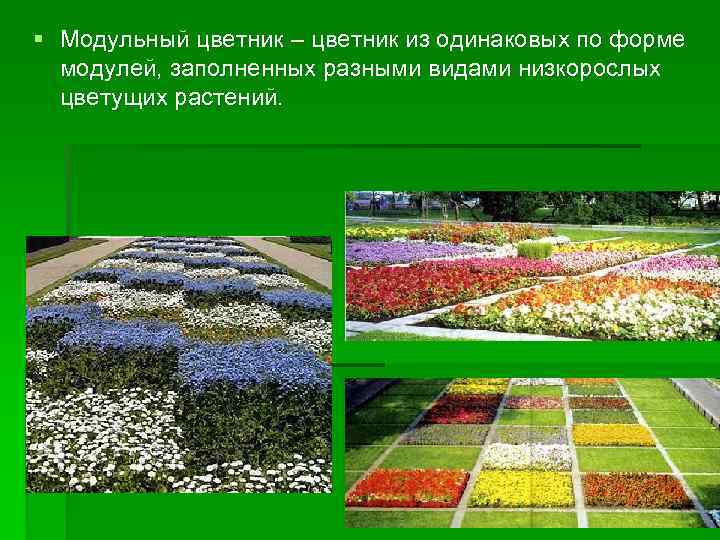 § Модульный цветник – цветник из одинаковых по форме модулей, заполненных разными видами низкорослых