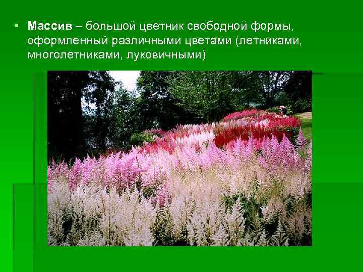 § Массив – большой цветник свободной формы, оформленный различными цветами (летниками, многолетниками, луковичными) 