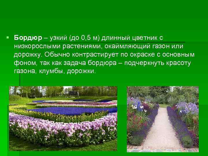 § Бордюр – узкий (до 0, 5 м) длинный цветник с низкорослыми растениями, окаймляющий
