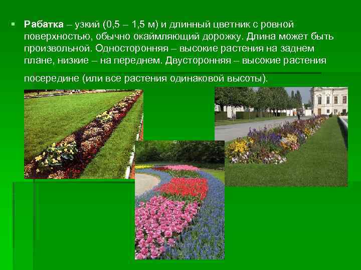 § Рабатка – узкий (0, 5 – 1, 5 м) и длинный цветник с