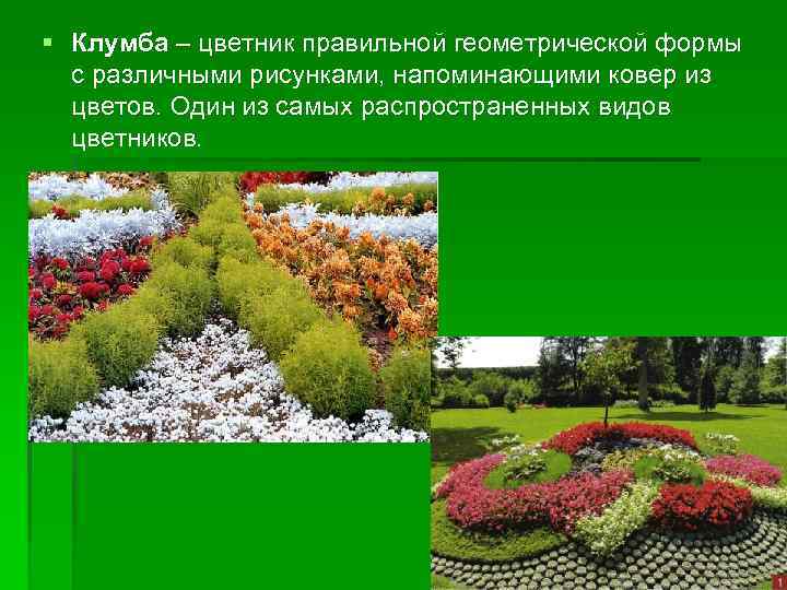 § Клумба – цветник правильной геометрической формы с различными рисунками, напоминающими ковер из цветов.