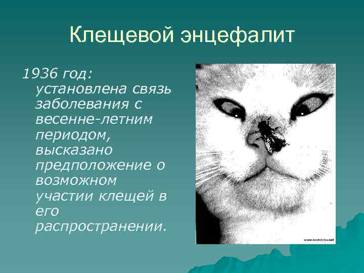 Клещевой энцефалит 1936 год: установлена связь заболевания с весенне-летним периодом, высказано предположение о возможном