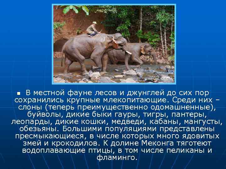 В местной фауне лесов и джунглей до сих пор сохранились крупные млекопитающие. Среди них