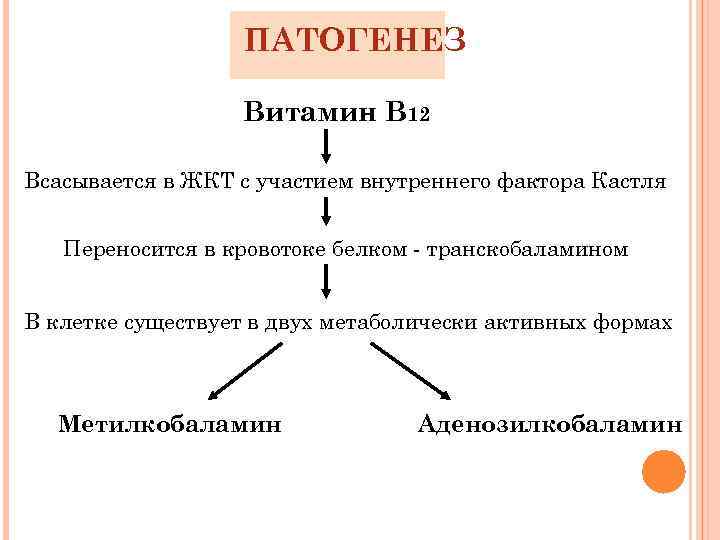 ПАТОГЕНЕЗ Витамин В 12 Всасывается в ЖКТ с участием внутреннего фактора Кастля Переносится в