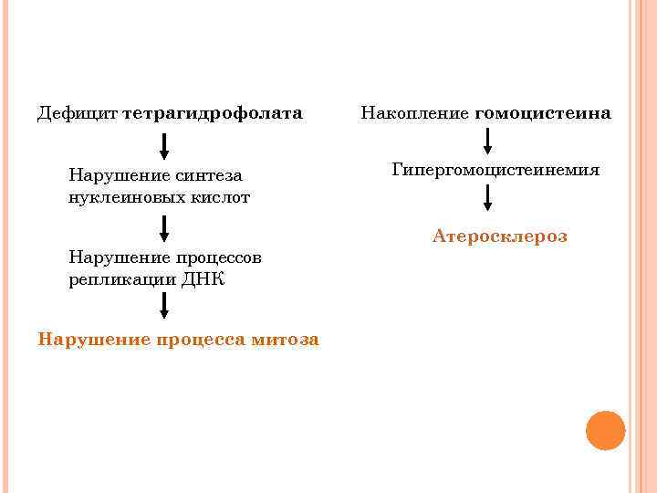 Дефицит тетрагидрофолата Нарушение синтеза нуклеиновых кислот Нарушение процессов репликации ДНК Нарушение процесса митоза Накопление