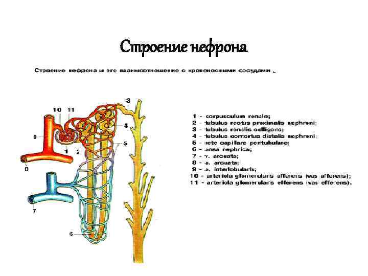 Строение нефрона 
