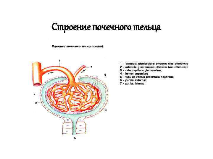 Состав почечного тельца