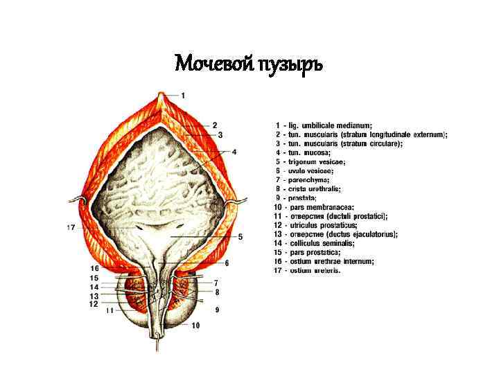 Мочевой пузырь 