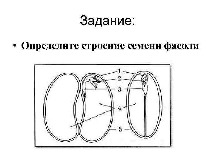 Задание: • Определите строение семени фасоли 