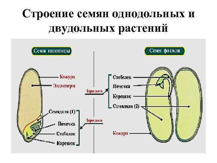 Строение семян однодольных и двудольных растений 