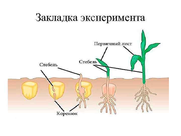 Закладка эксперимента 